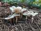 Lilás őzlábgomba (Lepiota lilacea), Budapest